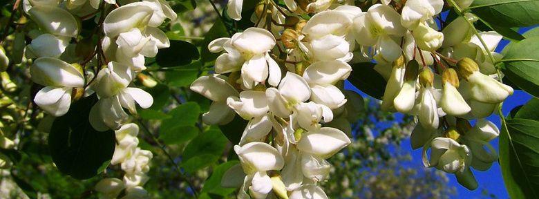 Les Acacias Robiniers Pseudoacacia Les Vari t s Et Leur Culture les-acacias-robiniers-pseudoacacia-les-vari-t-s-et-leur-culture